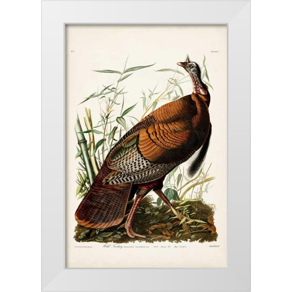 Wild Apple Portfolio 18x24 Black Ornate Wood Framed with Double Matting  Museum Art Print Titled - Peacock Birdcage I 