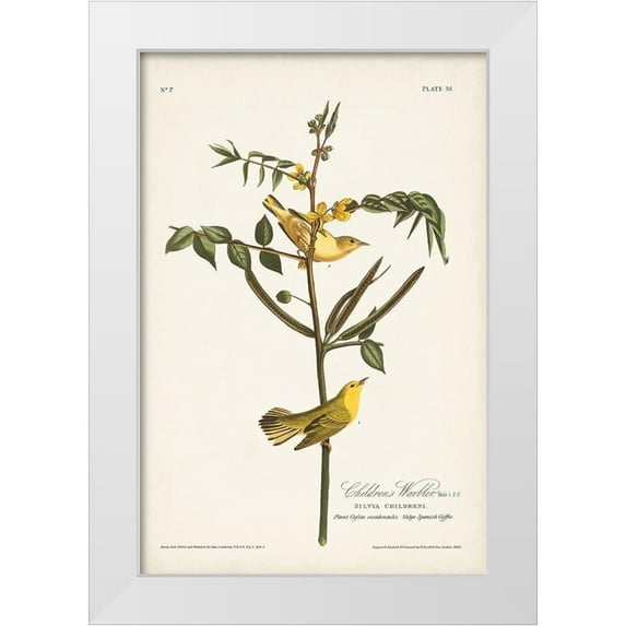 Audubon, John James 13x18 White Modern Wood Framed Museum Art Print Titled - Pl. 35 Childrens Warbler