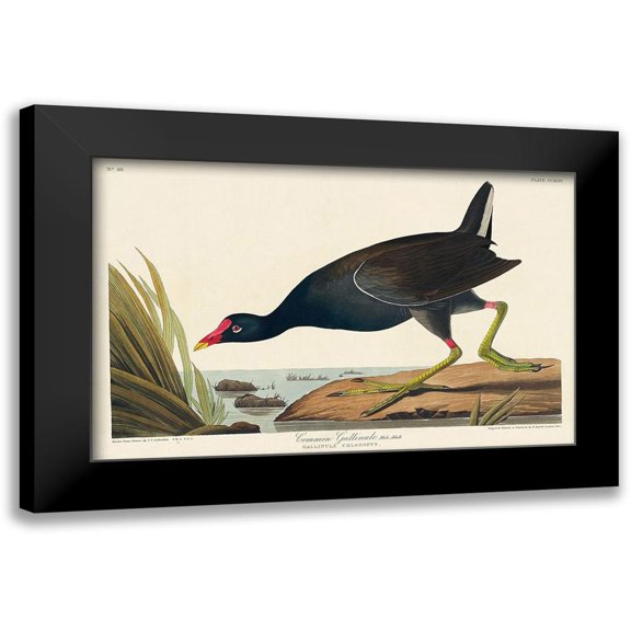 Audubon, John James 14x10 Black Modern Framed Museum Art Print Titled - Common Gallinule