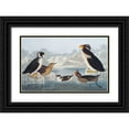 thumbnail image 1 of Audubon, John James 14x10 Black Ornate Wood Framed with Double Matting Museum Art Print Titled - Black-throated Guillemot and Nobbed-billed Auk, 1 of 4