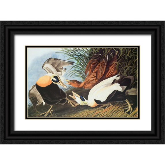 Audubon, John James 14x10 Black Ornate Wood Framed with Double Matting Museum Art Print Titled - Eider Duck