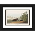 thumbnail image 1 of Audubon, John James 14x10 Black Ornate Wood Framed with Double Matting Museum Art Print Titled - Least Water-hen, 1 of 4