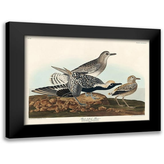 Audubon, John James 14x11 Black Modern Framed Museum Art Print Titled - Black-bellied Plover
