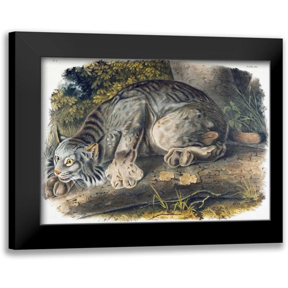 Audubon, John James 14x11 Black Modern Framed Museum Art Print Titled - Canada Lynx