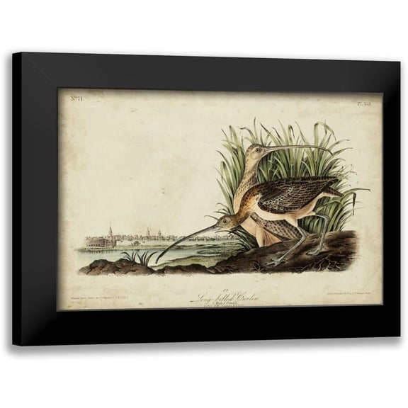Audubon, John James 14x11 Black Modern Framed Museum Art Print Titled - Long-billed Curlew