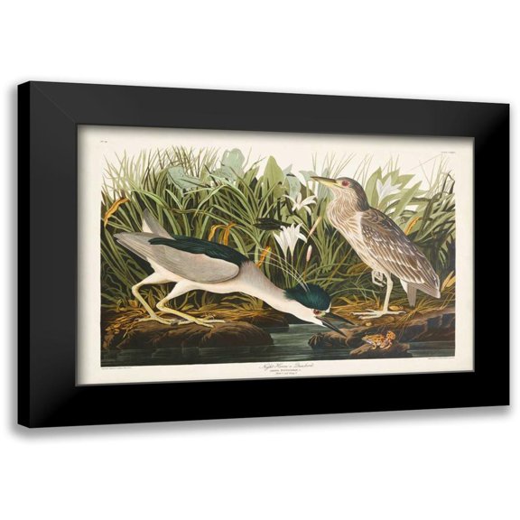 Audubon, John James 14x11 Black Modern Framed Museum Art Print Titled - Pl 236 Night Heron