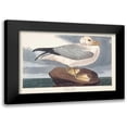 thumbnail image 1 of Audubon, John James 14x11 Black Modern Framed Museum Art Print Titled - Pl 264 Fulmar Petral, 1 of 5