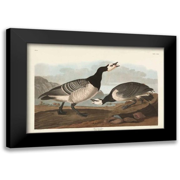 Audubon, John James 14x11 Black Modern Framed Museum Art Print Titled - Pl 296 Barnacle Goose