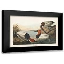 Audubon, John James 14x11 Black Modern Framed Museum Art Print Titled - Pl 301 Canvas-backed Duck
