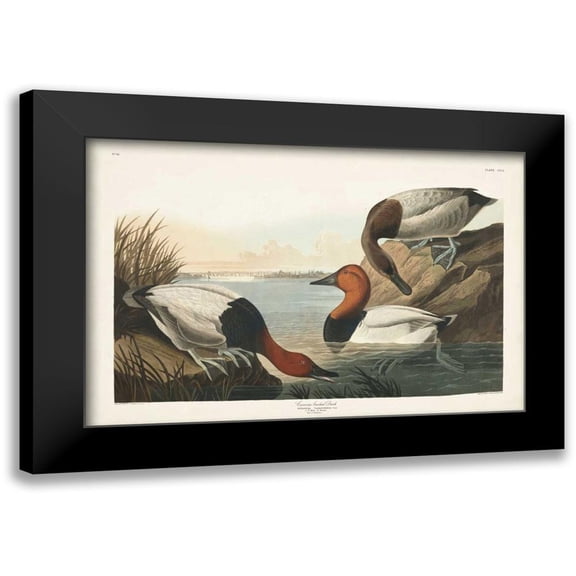 Audubon, John James 14x11 Black Modern Framed Museum Art Print Titled - Pl 301 Canvas-backed Duck