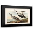 thumbnail image 1 of Audubon, John James 14x11 Black Modern Framed Museum Art Print Titled - Pl 332 Pied Working Duck, 1 of 5