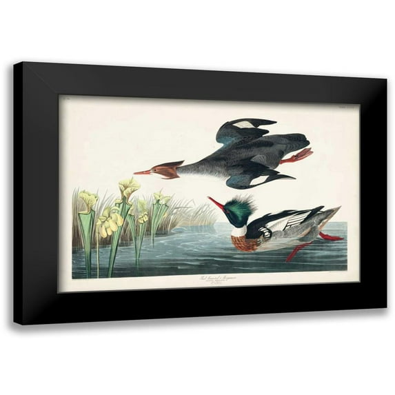 Audubon, John James 14x11 Black Modern Framed Museum Art Print Titled - Pl 401 Red-breasted Merganser Duck