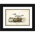 thumbnail image 1 of Audubon, John James 14x11 Black Ornate Wood Framed with Double Matting Museum Art Print Titled - Audubon Havells Tern, 1 of 4