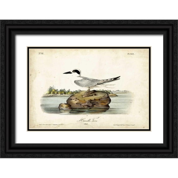 Audubon, John James 14x11 Black Ornate Wood Framed with Double Matting Museum Art Print Titled - Audubon Havells Tern