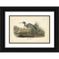 thumbnail image 1 of Audubon, John James 14x11 Black Ornate Wood Framed with Double Matting Museum Art Print Titled - Audubons Blue Heron, 1 of 4