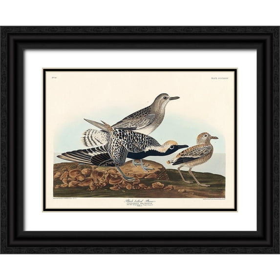 Audubon, John James 14x11 Black Ornate Wood Framed with Double Matting Museum Art Print Titled - Black-bellied Plover