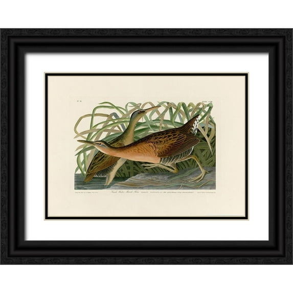 Audubon, John James 14x11 Black Ornate Wood Framed with Double Matting Museum Art Print Titled - Fresh Water Marsh Hen
