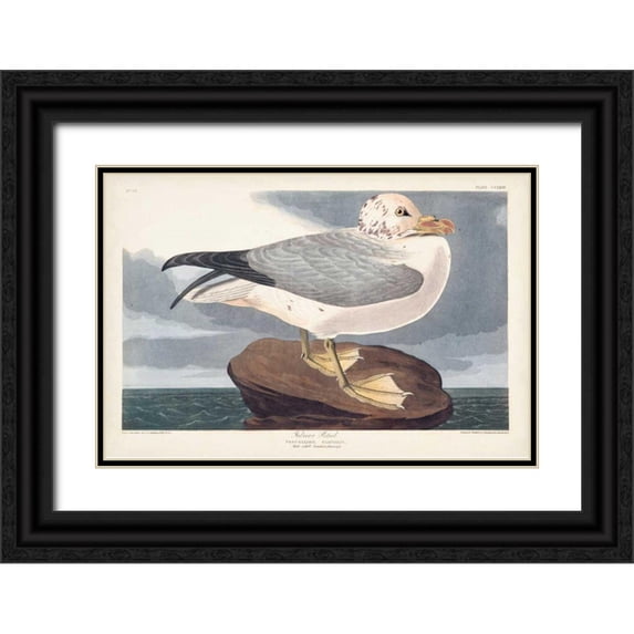 Audubon, John James 14x11 Black Ornate Wood Framed with Double Matting Museum Art Print Titled - Pl 264 Fulmar Petral