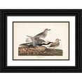 thumbnail image 1 of Audubon, John James 14x11 Black Ornate Wood Framed with Double Matting Museum Art Print Titled - Pl. 334 Black-bellied Plover, 1 of 4