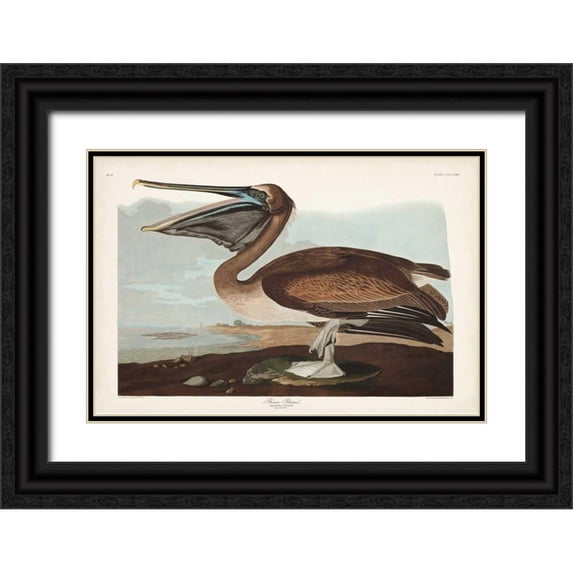 Audubon, John James 14x11 Black Ornate Wood Framed with Double Matting Museum Art Print Titled - Pl 421 Brown Pelican