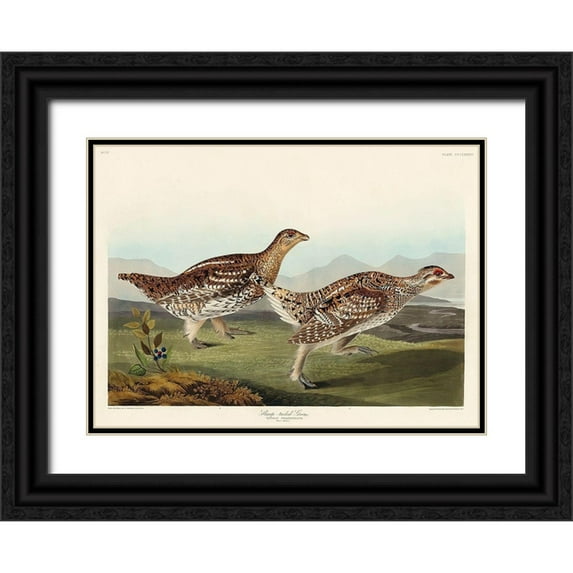 Audubon, John James 14x11 Black Ornate Wood Framed with Double Matting Museum Art Print Titled - Sharp-tailed Grouse