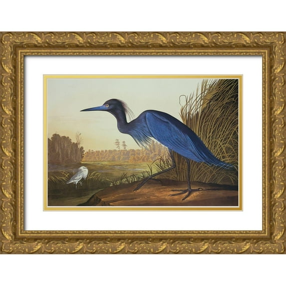 Audubon, John James 14x11 Gold Ornate Wood Framed with Double Matting Museum Art Print Titled - Blue Crane Or Heron