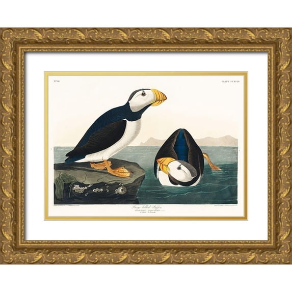 Audubon, John James 14x11 Gold Ornate Wood Framed with Double Matting Museum Art Print Titled - Large billed Puffin