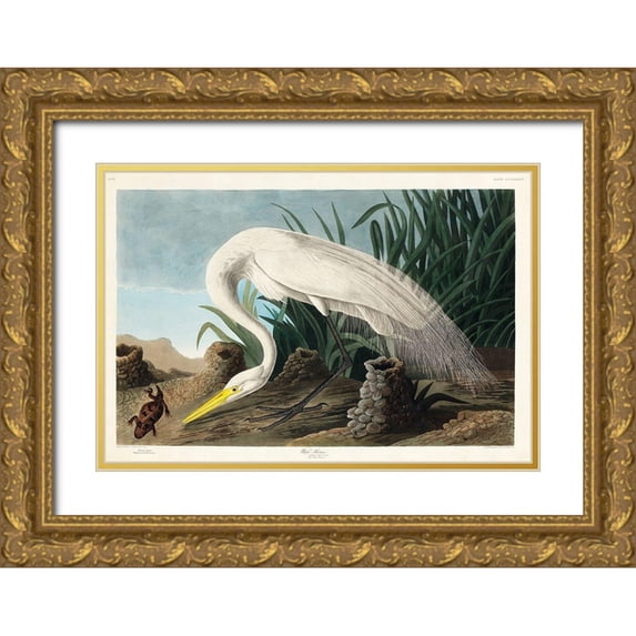 Audubon, John James 14x11 Gold Ornate Wood Framed with Double Matting Museum Art Print Titled - White Heron