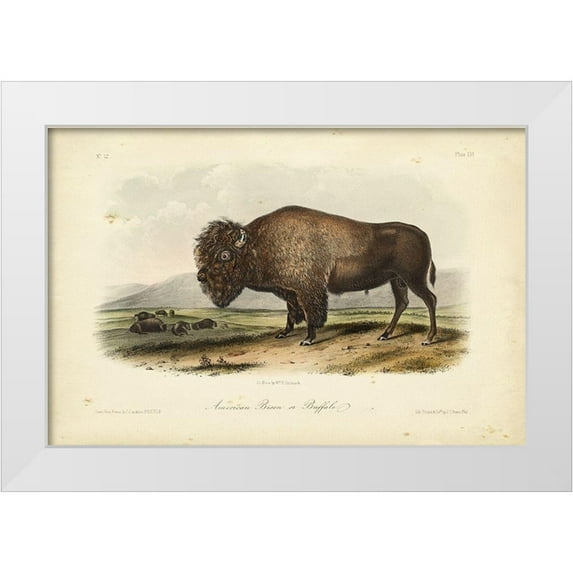 Audubon, John James 14x11 White Modern Wood Framed Museum Art Print Titled - American Bison