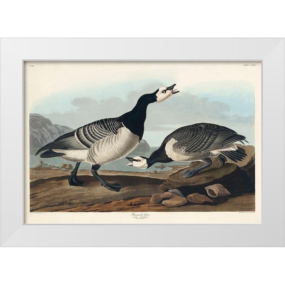 Audubon, John James 14x11 White Modern Wood Framed Museum Art Print Titled - Barnacle Goose