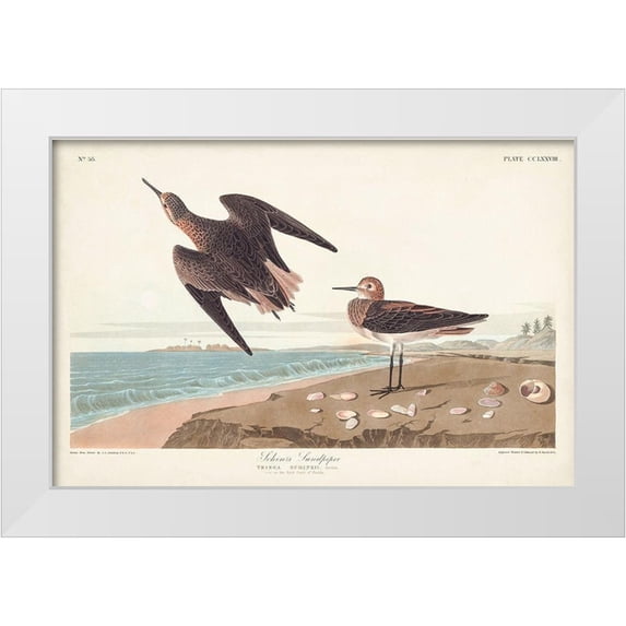 Audubon, John James 14x11 White Modern Wood Framed Museum Art Print Titled - Pl. 278 Schins Sandpiper