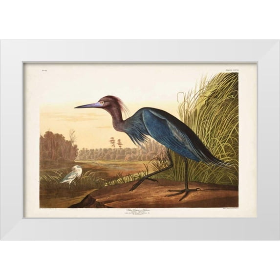 Audubon, John James 14x11 White Modern Wood Framed Museum Art Print Titled - Pl 307 Blue Crane or Heron