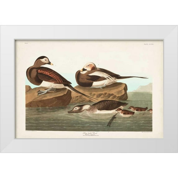Audubon, John James 14x11 White Modern Wood Framed Museum Art Print Titled - Pl 312 Long-tailed Duck