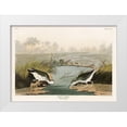 thumbnail image 1 of Audubon, John James 14x11 White Modern Wood Framed Museum Art Print Titled - Spotted Sandpiper, 1 of 4
