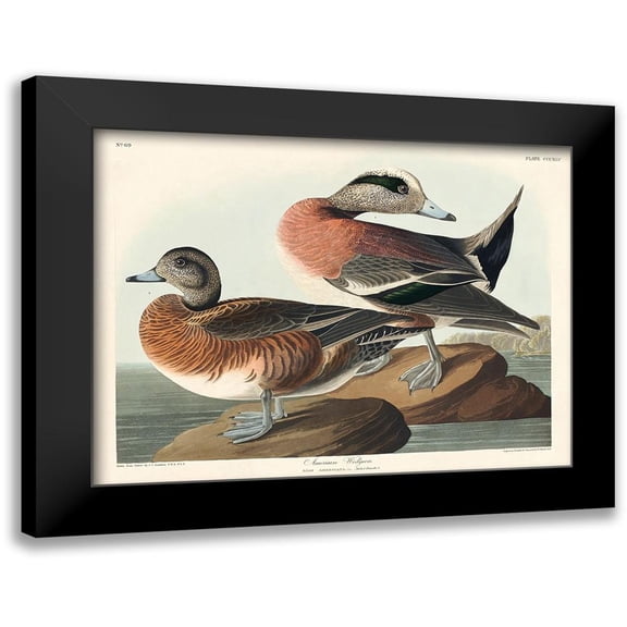 Audubon, John James 14x12 Black Modern Framed Museum Art Print Titled - American Widgeon