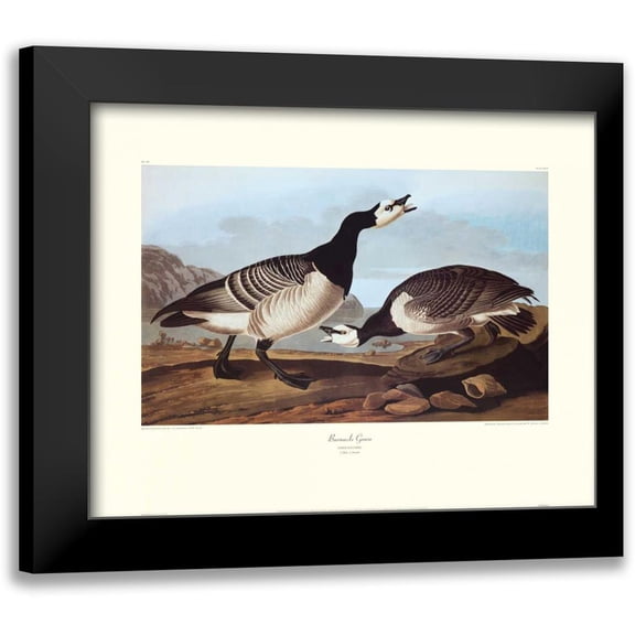 Audubon, John James 14x12 Black Modern Framed Museum Art Print Titled - Barnacle Goose (decorative border)