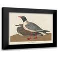 thumbnail image 1 of Audubon, John James 14x12 Black Modern Framed Museum Art Print Titled - Black-headed Gull, 1 of 5