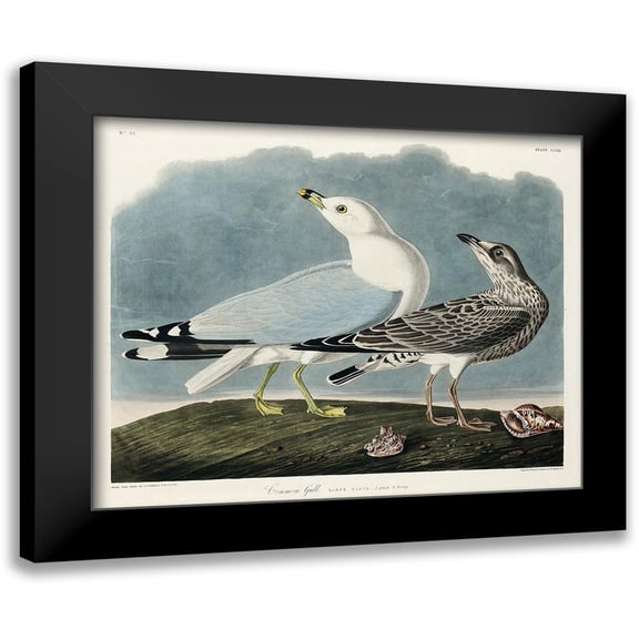 Audubon, John James 14x12 Black Modern Framed Museum Art Print Titled - Common American Gull