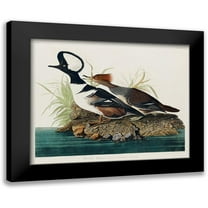 Audubon, John James 14x12 Black Modern Framed Museum Art Print Titled - Hooded MerganserÂ 