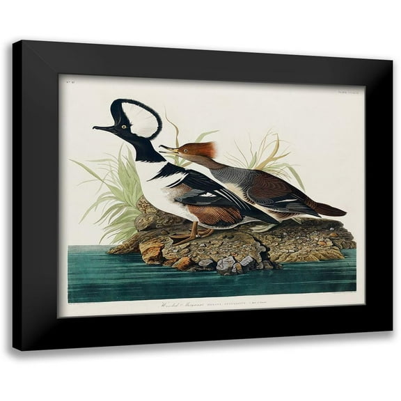 Audubon, John James 14x12 Black Modern Framed Museum Art Print Titled - Hooded MerganserÂ&nbsp;