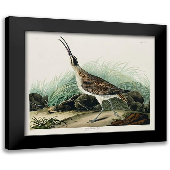 Audubon, John James 14x12 Black Modern Framed Museum Art Print Titled - Hudsonian Curlew