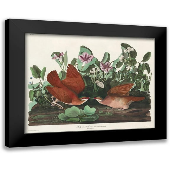 Audubon, John James 14x12 Black Modern Framed Museum Art Print Titled - Key-west Dove