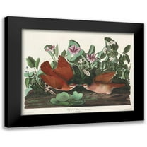 Audubon, John James 14x12 Black Modern Framed Museum Art Print Titled - Key-west Dove