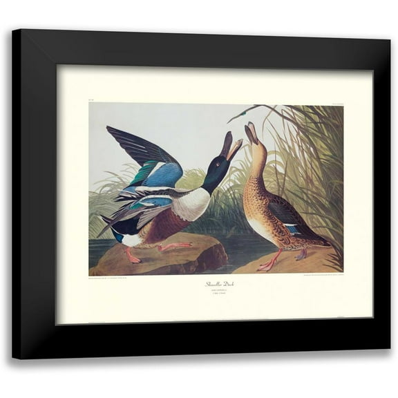 Audubon, John James 14x12 Black Modern Framed Museum Art Print Titled - Shoveller Duck (decorative border)