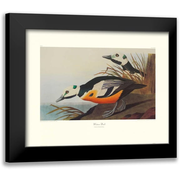 Audubon, John James 14x12 Black Modern Framed Museum Art Print Titled - Western Duck (decorative border)