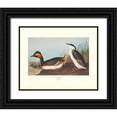 thumbnail image 1 of Audubon, John James 14x12 Black Ornate Wood Framed with Double Matting Museum Art Print Titled - Eared Grebe (decorative border), 1 of 4