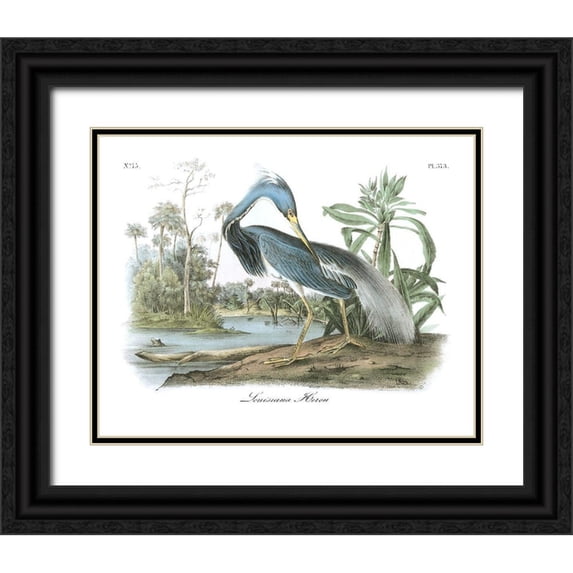 Audubon, John James 14x12 Black Ornate Wood Framed with Double Matting Museum Art Print Titled - Louisiana Heron