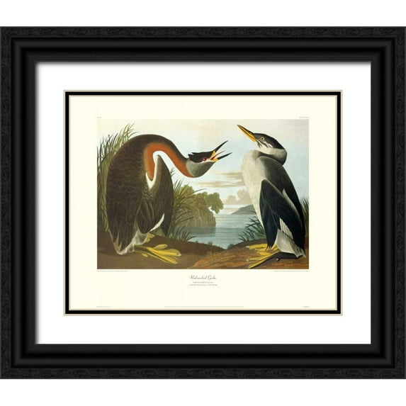 Audubon, John James 14x12 Black Ornate Wood Framed with Double Matting Museum Art Print Titled - Red-Necked Grebe (decorative border)