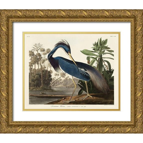 Audubon, John James 14x12 Gold Ornate Wood Framed with Double Matting Museum Art Print Titled - Louisiana Heron