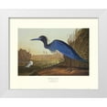 thumbnail image 1 of Audubon, John James 14x12 White Modern Wood Framed Museum Art Print Titled - Blue Crane Or Heron (decorative border), 1 of 4